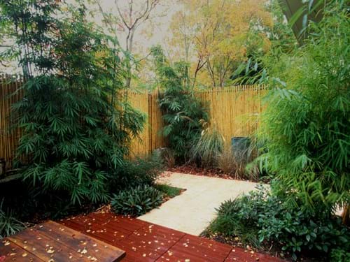 Bamboo in courtyard