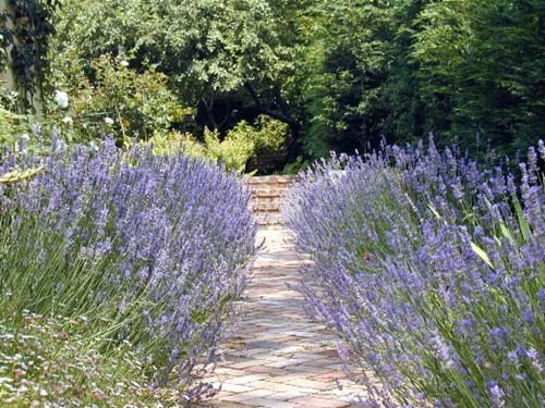 Lavendar Walk