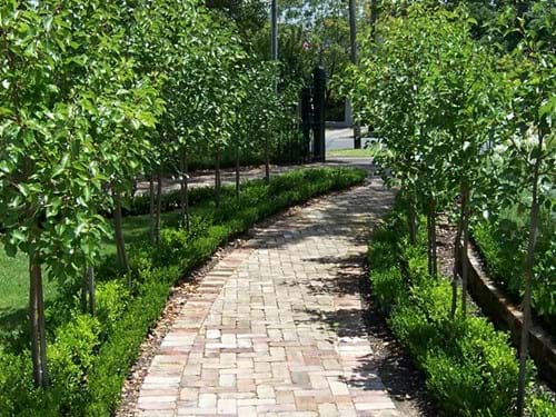 Pleached Pear Driveway